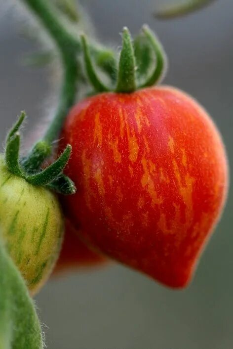 Помидоры дульки фото Rajčica fuzzy wuzzy Fuzzy wuzzy, Tomato, Plants