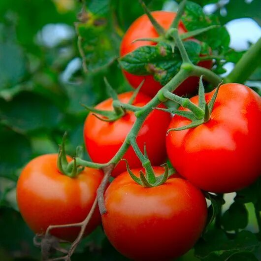 Помидоры евпатор отзывы фото Horticulture Lighting YUJILEDS