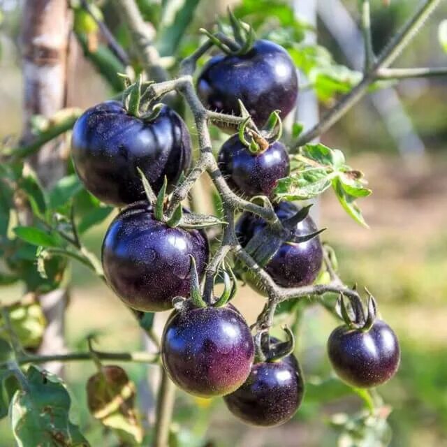 Помидоры фиолетовые сорта фото Purple Tomato Seeds, 200 pcs/pack - GreenSeedGarden