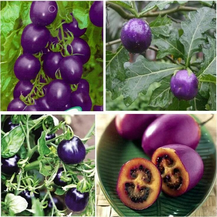 Помидоры фиолетовые сорта фото Pin by kuukkik on Fruits Tomato seeds, Planting vegetables, Growing organic toma