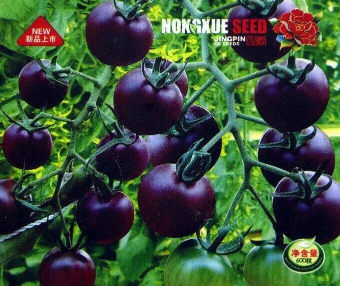 Помидоры фиолетовые сорта фото Black Cherry Tomato Black cherry tomato, Purple tomato, Seed pots