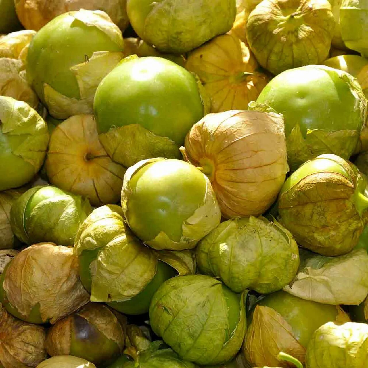 Помидоры физалис фото Heirloom Verde Tomatillo Seeds Terroir Seeds