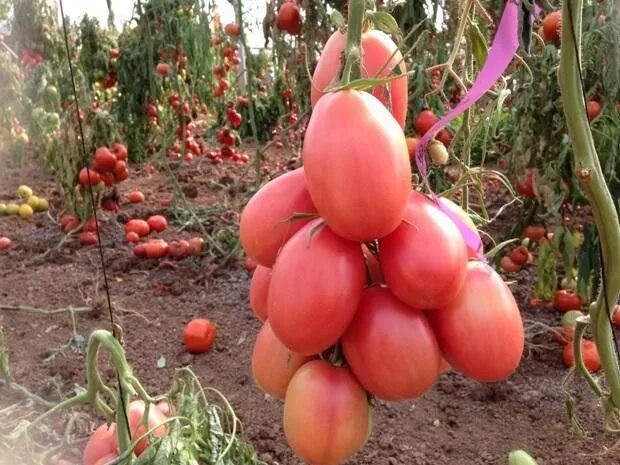 Помидоры фламинго описание сорта фото Лучшие сорта розовых помидоров Grapes, Fruit, Plum