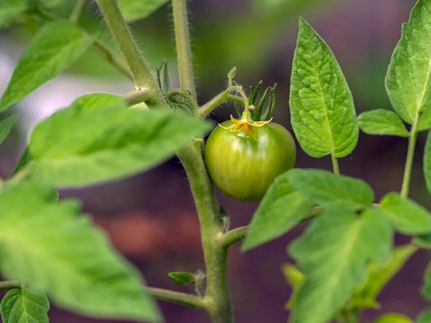 Помидоры фото листьев Paradicsom és paprika: szeptemberben már szedjük le a virágokat! Hobbikert Magaz