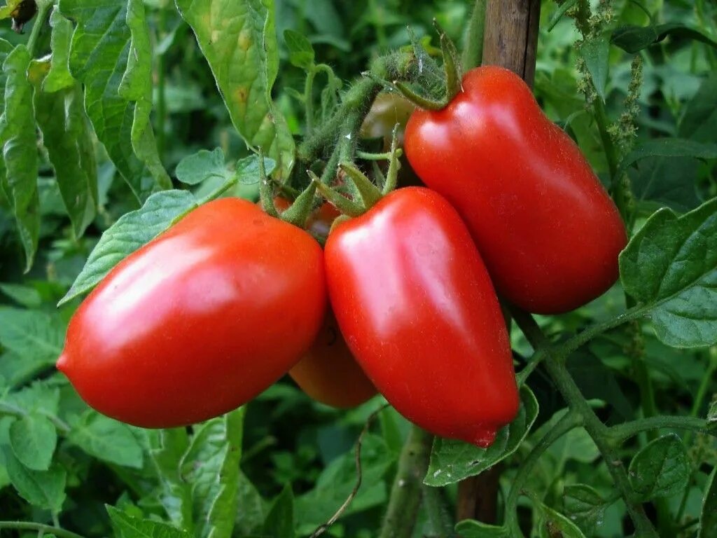 Помидоры гаспачо описание сорта фото Health Properties of Tomatoes Semillas de tomate, Marzano