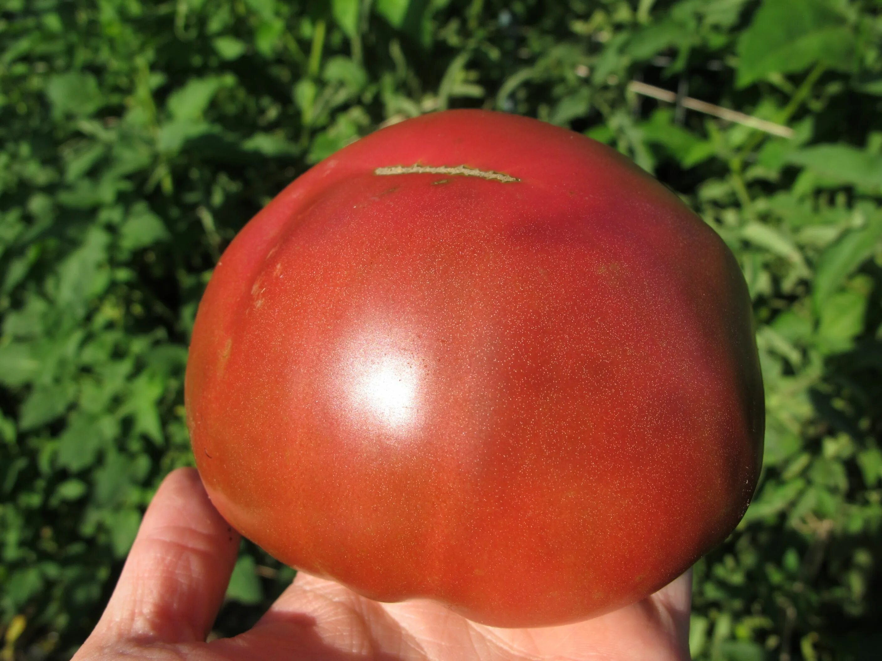 Помидоры гигант описание сорта фото отзывы The Best Heirloom Tomato Varieties to Grow This Year Heirloom tomatoes varieties