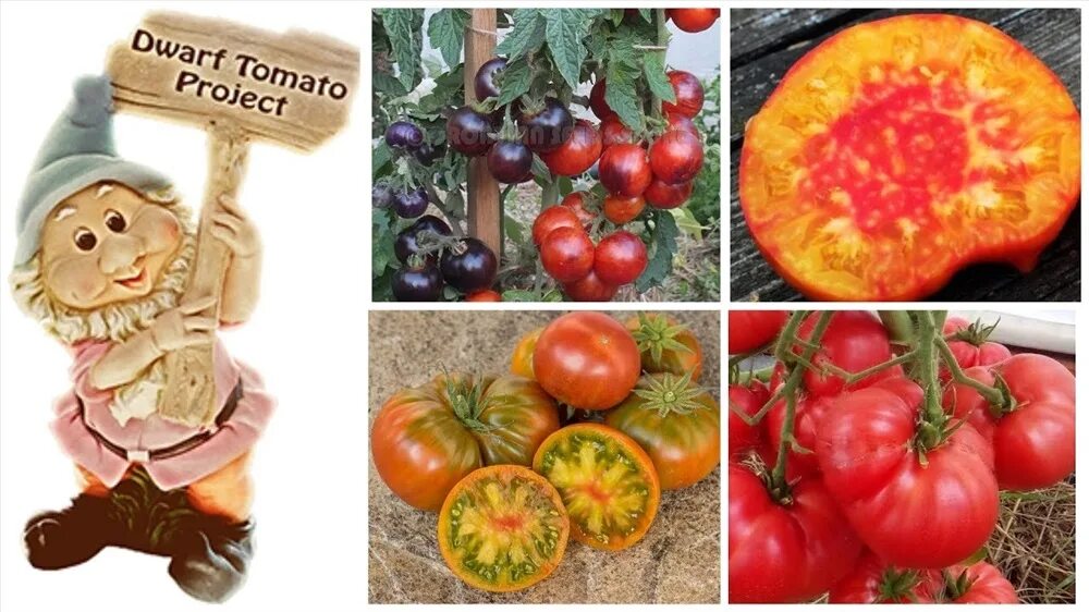 Помидоры гномы сорта фото отзывы ФОРМУЛА ГНОМ лучшие сорта Dwarf Tomato Project купить, отзывы, фото, доставка - 