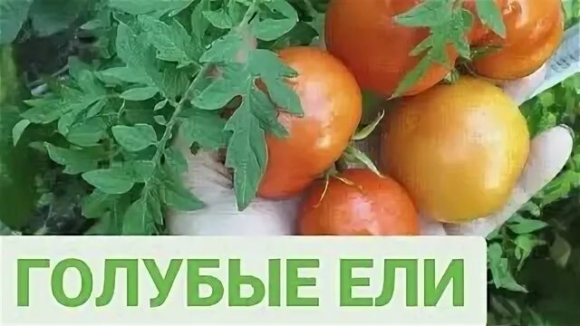 Помидоры голубая ель фото Томат Голубая ель: отзывы, описание сорта, фото, видео, отзывы, характеристики -