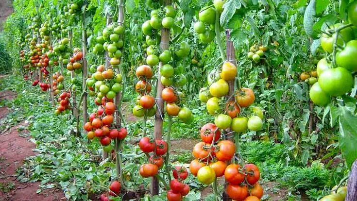 Помидоры хан описание сорта фото отзывы Resultado de imagen para huerto en casa Tomato growers, Garden watering system, 