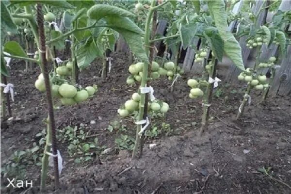 Помидоры хан описание сорта фото отзывы ✅ Tomato Khan: characteristics and description of the variety with a photo