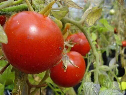 Помидоры хайнц фото TOMATO HEINZ 1350 -100 SEEDS eBay