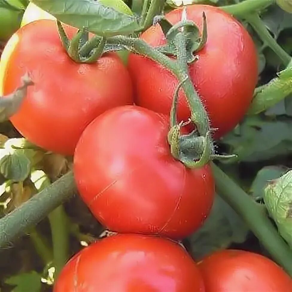 Помидоры хайнц фото Heins Tomato