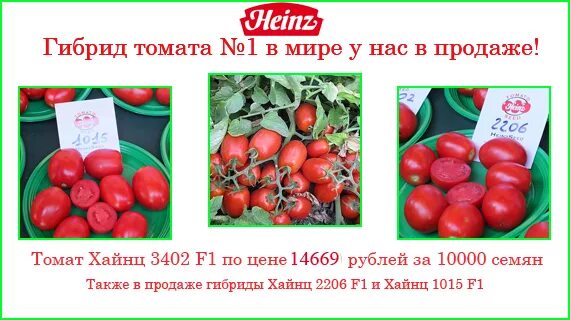 Помидоры хайнц описание сорта фото Новинка! Heinz Seeds - томаты № 1 в мире! - 2 Декабря 2015 - Агромания - интерне