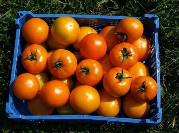 Помидоры хурма фото Сорт томата Хурма: урожайность и сроки созревания плодов, фото