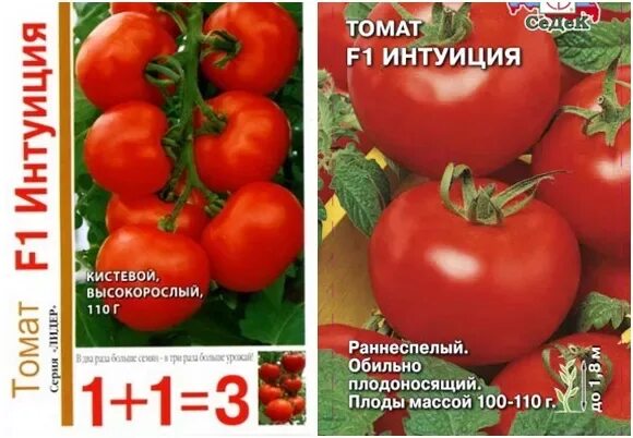 Помидоры интуиция фото и описание ✅ Tomato Intuition: characteristics and description of the variety, yield with p