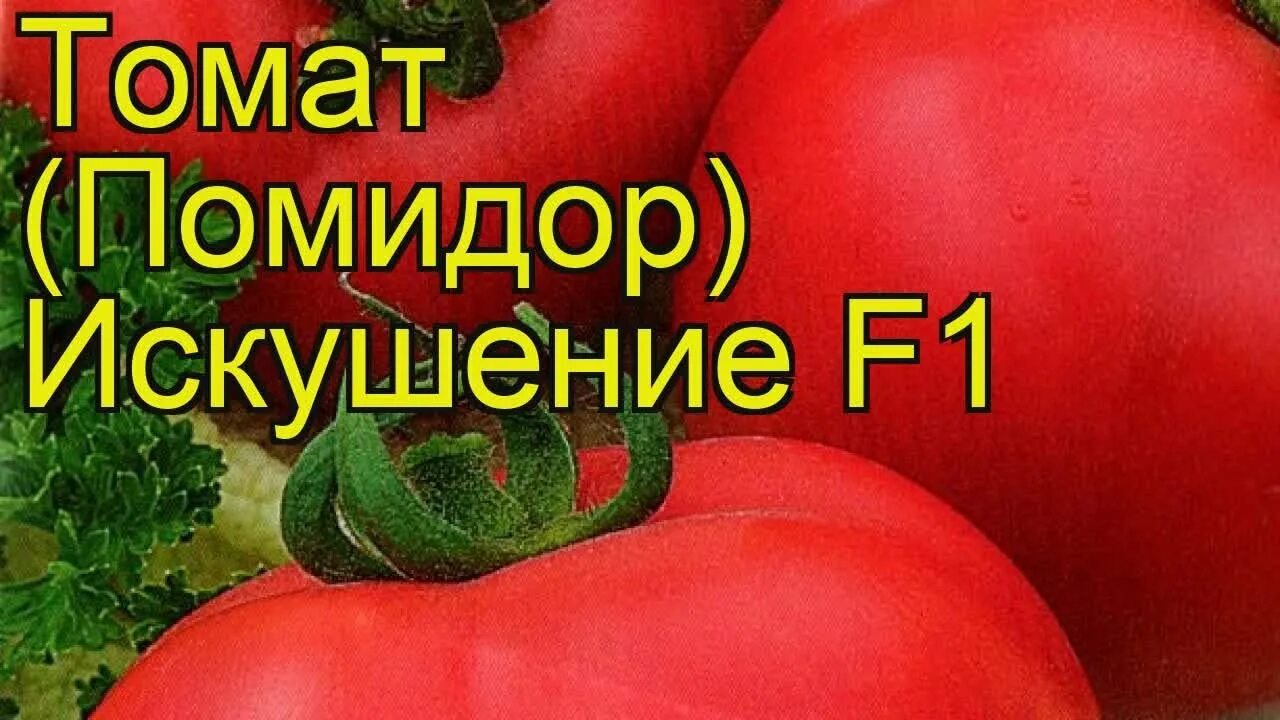 Помидоры искушение описание фото Томат Искушение F1. Краткий обзор, описание характеристик, где купить семена sol