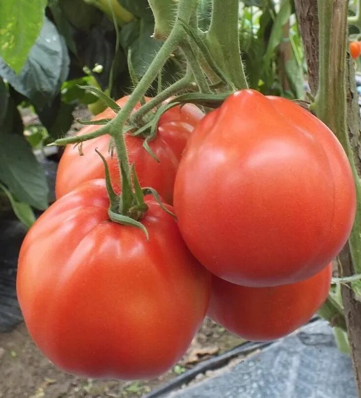 Помидоры итальянский фото Tomato RED PEAR ABRUZZESE 20 Seeds Italian Heirloom Vegetable Garden Red pear, S