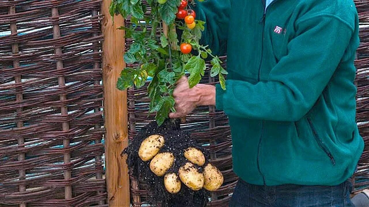 Помидоры картошка фото Plant Grows Both Tomatoes and Potatoes Ketchup 'n' Fries ™ - The tomato and pota