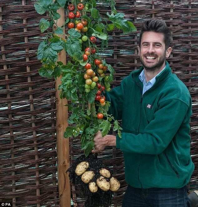 Помидоры картошка фото TomTato' plant which produces potatoes and tomatoes goes on sale Planting vegeta