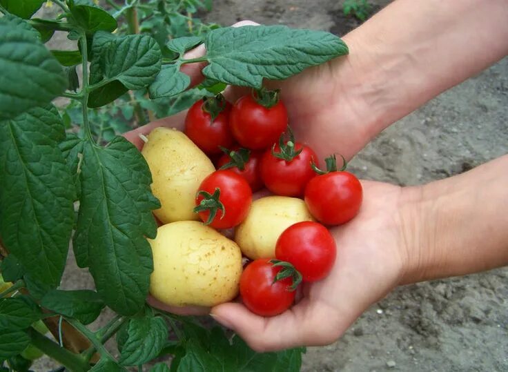 Помидоры картошка фото Gardener's Twofer: First Ketchup 'N' Fries Plant Hits U.S. Market Tomato, Plant 