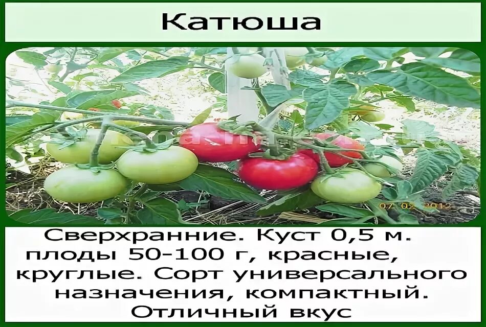 Помидоры катюша описание сорта фото отзывы Описание и характеристики томата Катюша, его выращивание