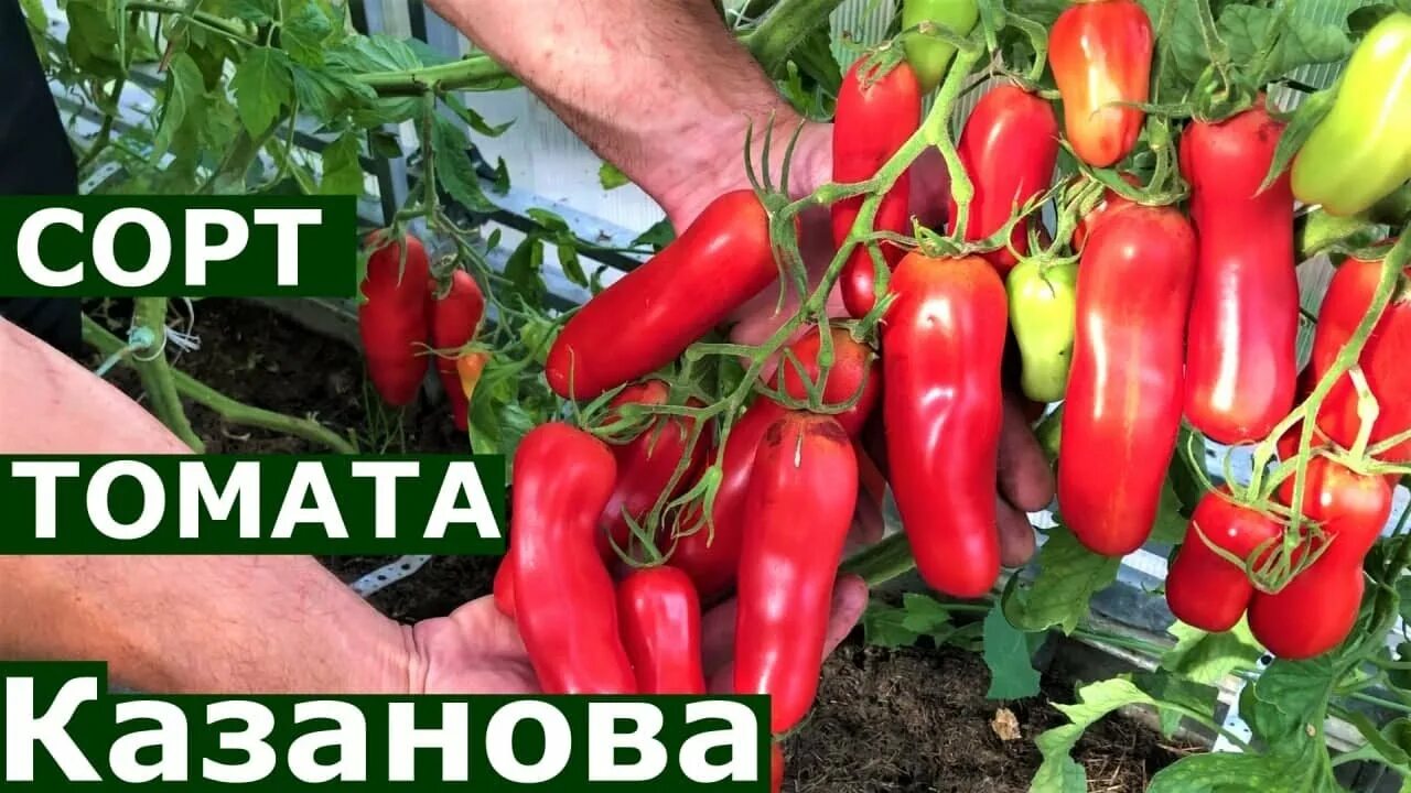 Помидоры казанова фото и описание отзывы Томат Казанова Подробное описание сорта - YouTube