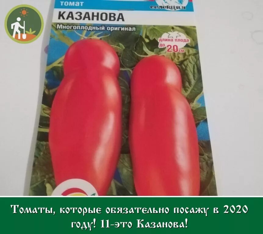 Помидоры казанова описание сорта фото отзывы Томат казанова: характеристика и описание сорта, фото, отзывы, урожайность, виде