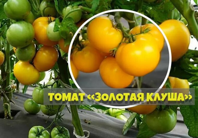 Помидоры клуша описание сорта фото Семена Томат Золотая клуша: описание сорта, фото - купить с доставкой или почтой