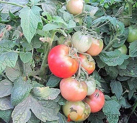 Помидоры клуша описание сорта фото отзывы садоводов Sorta for busy and lazy gardeners ! Tomato Kvok pink - author's grade -determina