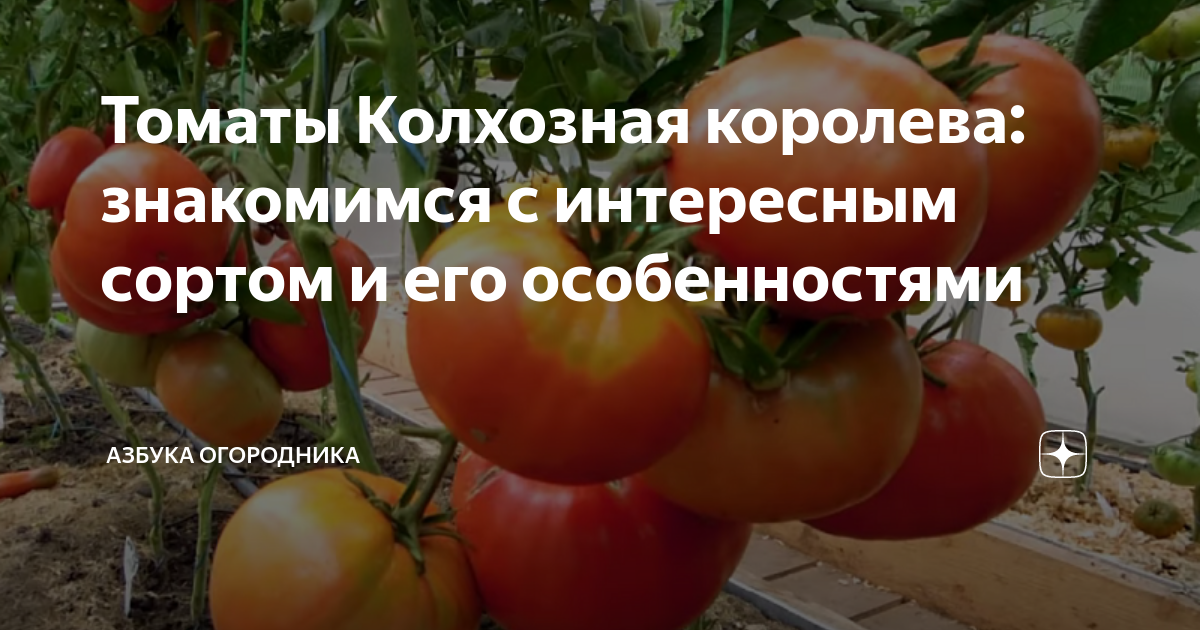 Помидоры колхозная королева описание сорта фото отзывы Томаты Колхозная королева: знакомимся с интересным сортом и его особенностями Аз