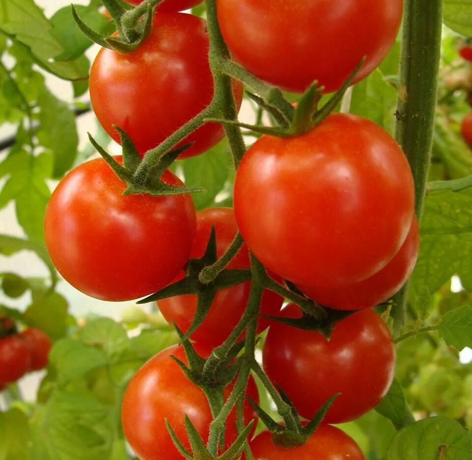 Помидоры колхозные фото отзывы описание Racimo Tomate Cultivar tomates, Salsa de tomate casera y Salsa de tomate