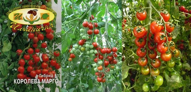 Помидоры королева описание сорта фото Авторские семена фирмы ИЛЬИНИЧНА - mydobro seeds