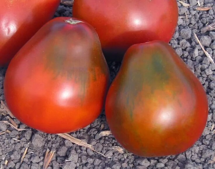 Помидоры королевич фото Black Pear Heirloom Tomato Seeds Heirloom tomato seeds, Tomato seeds, Heirloom t