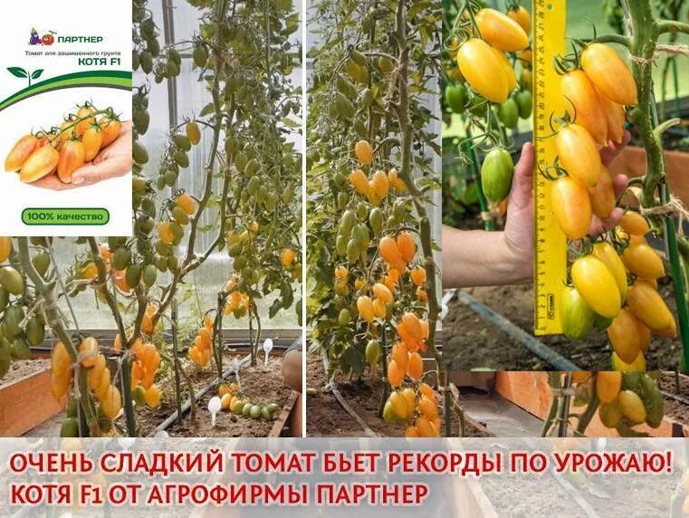 Помидоры котя описание сорта фото отзывы Овощи