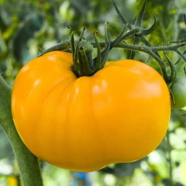 Giant Tomato - Tomato Maze