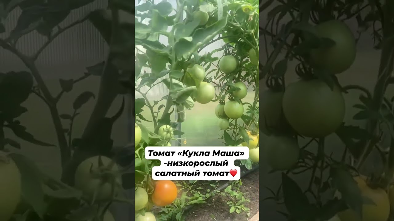 Помидоры кукла маша фото Обзор томатов в моей теплице -Кукла Маша от Седек #жизньвсвоемдоме #жизньнаурале