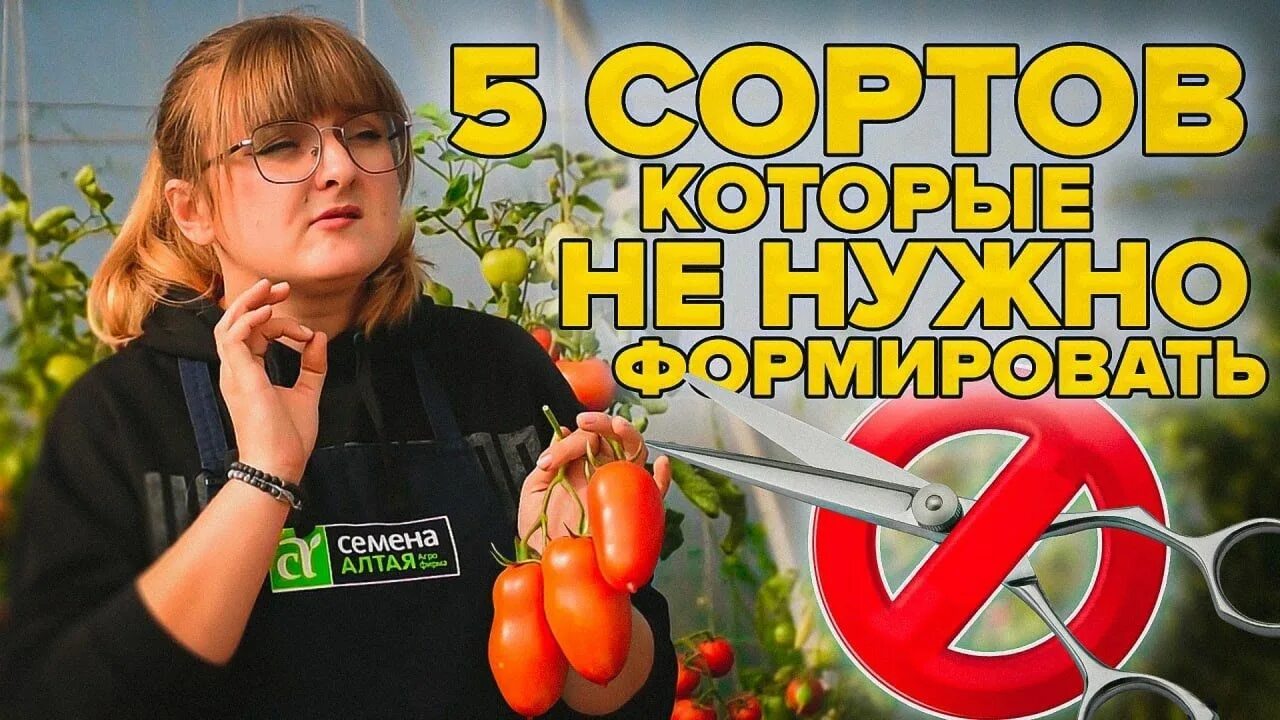 Томат Кулема: характеристика и описание сорта, фото, урожайность, отзывы садовод