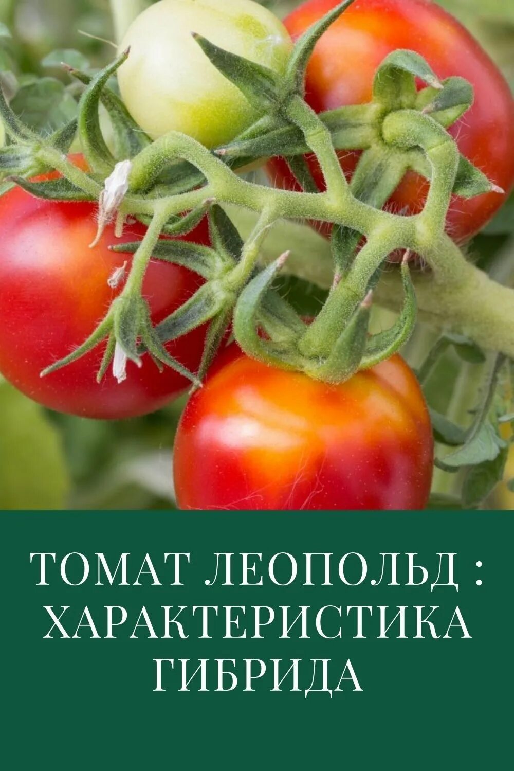 Помидоры леопольд фото Томат Леопольд: характеристика и описание сорта Выращивание томатов, Помидоры, О