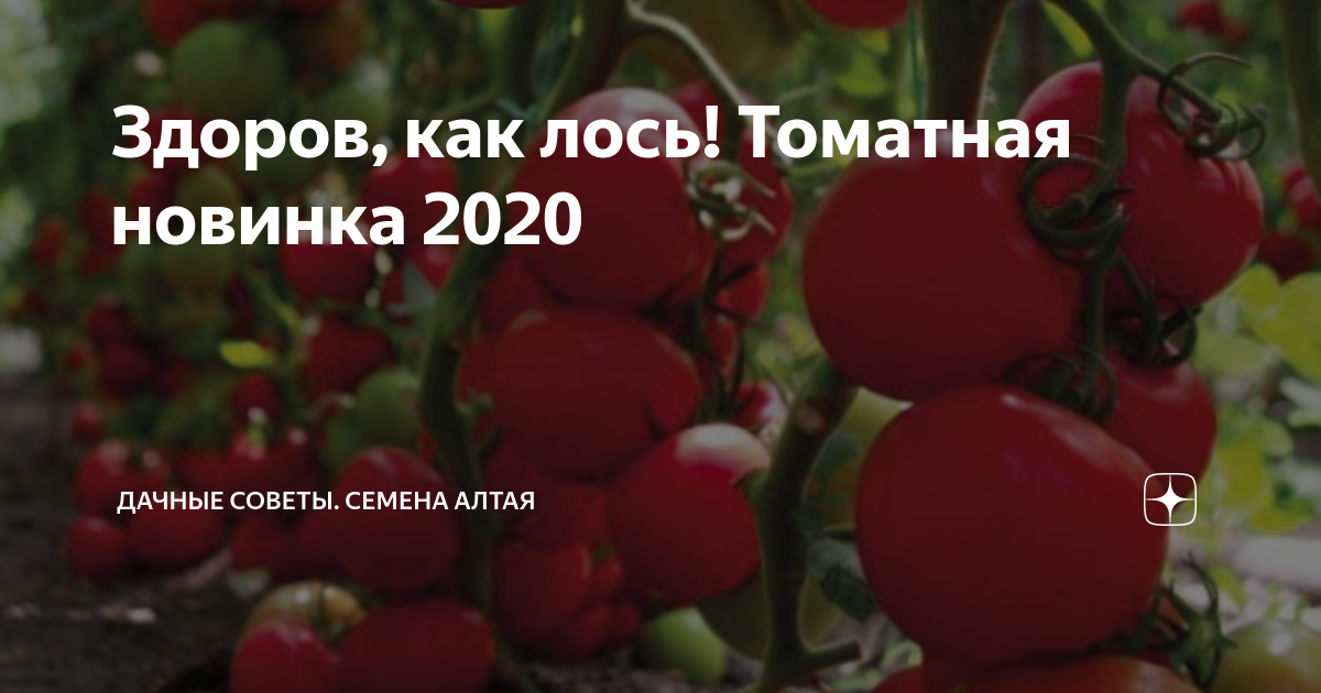 Помидоры лось описание сорта фото Здоров, как лось! Томатная новинка 2020 Семена Алтая. Дачные советы от Виктории 