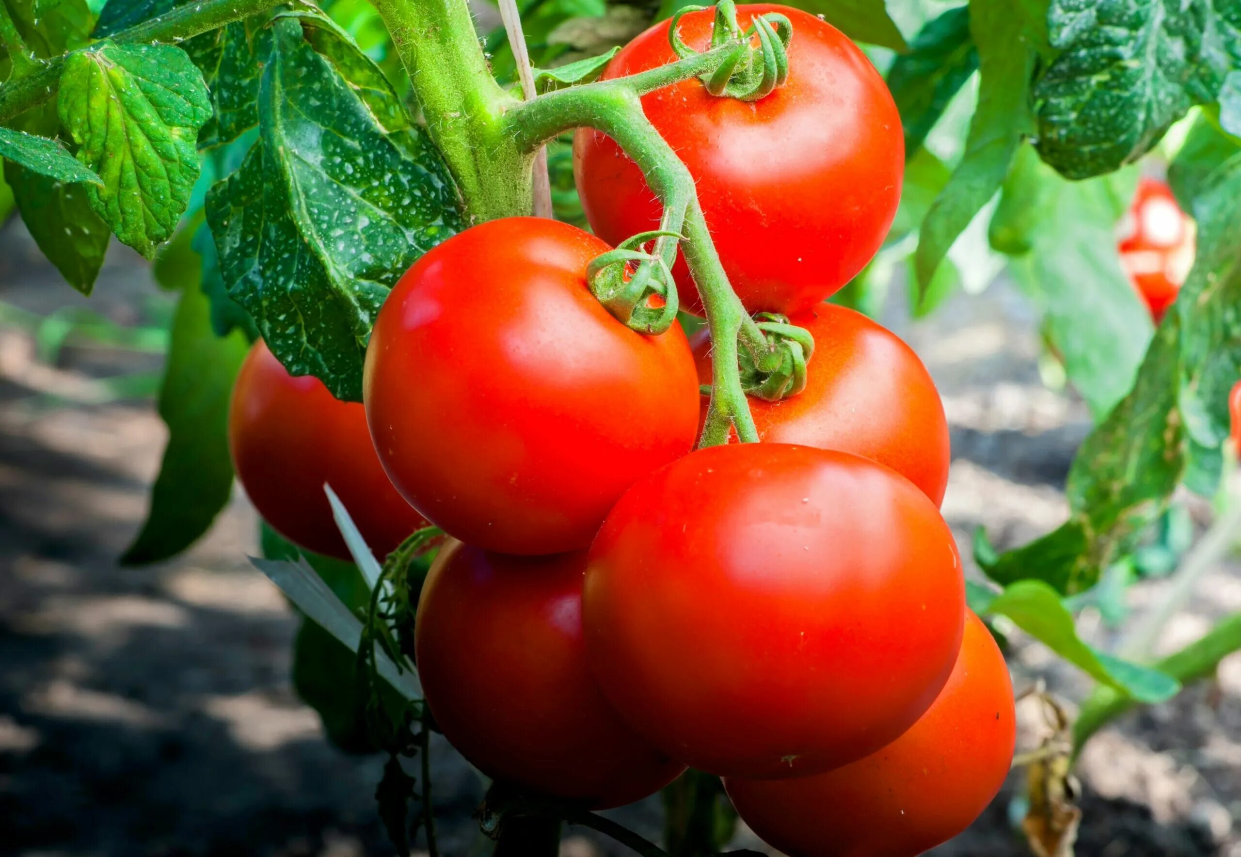 Помидоры ляна фото и описание Tomato plants use their roots to ration water during drought - Earth.com