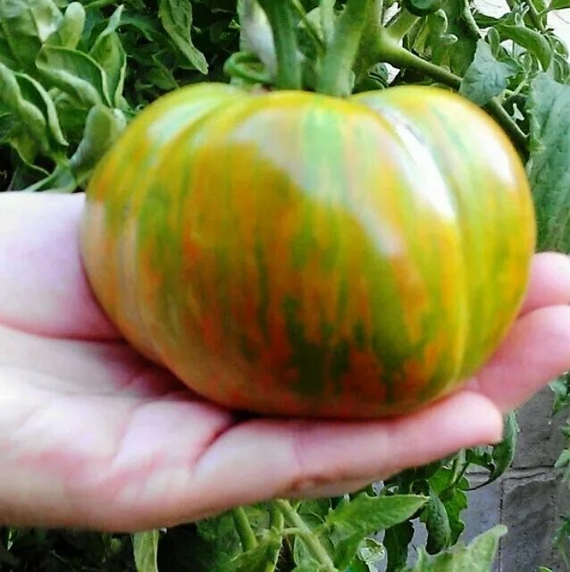 Помидоры малахитовая шкатулка фото See available varieties Tomato, Heirloom tomatoes, Tomato sandwich