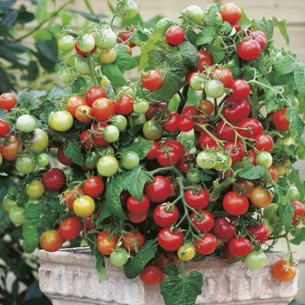 Помидоры маленькие фото Big crops of sweet 'cherry toms', its bushy habit is ideal for all sorts of cont