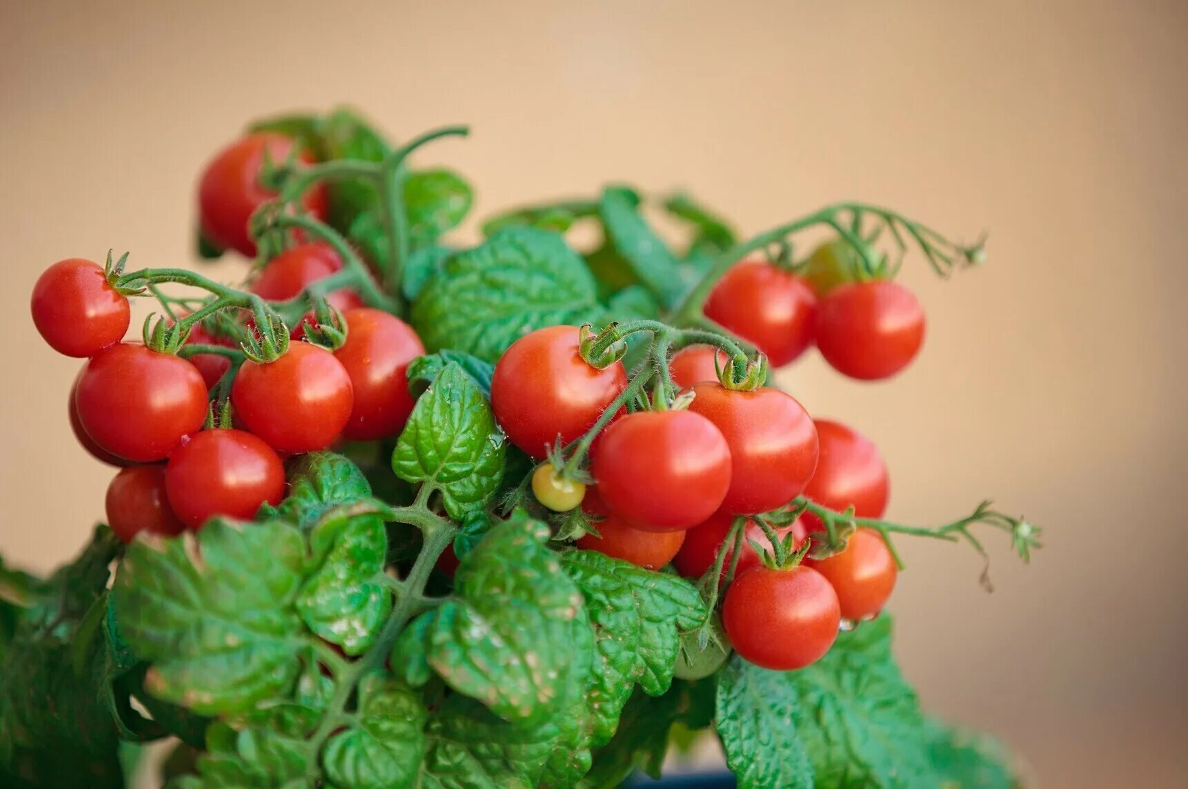 Burpee Amish Paste Tomato Seeds 25 seeds Heirloom tomato seeds, Tomato seeds, Gr