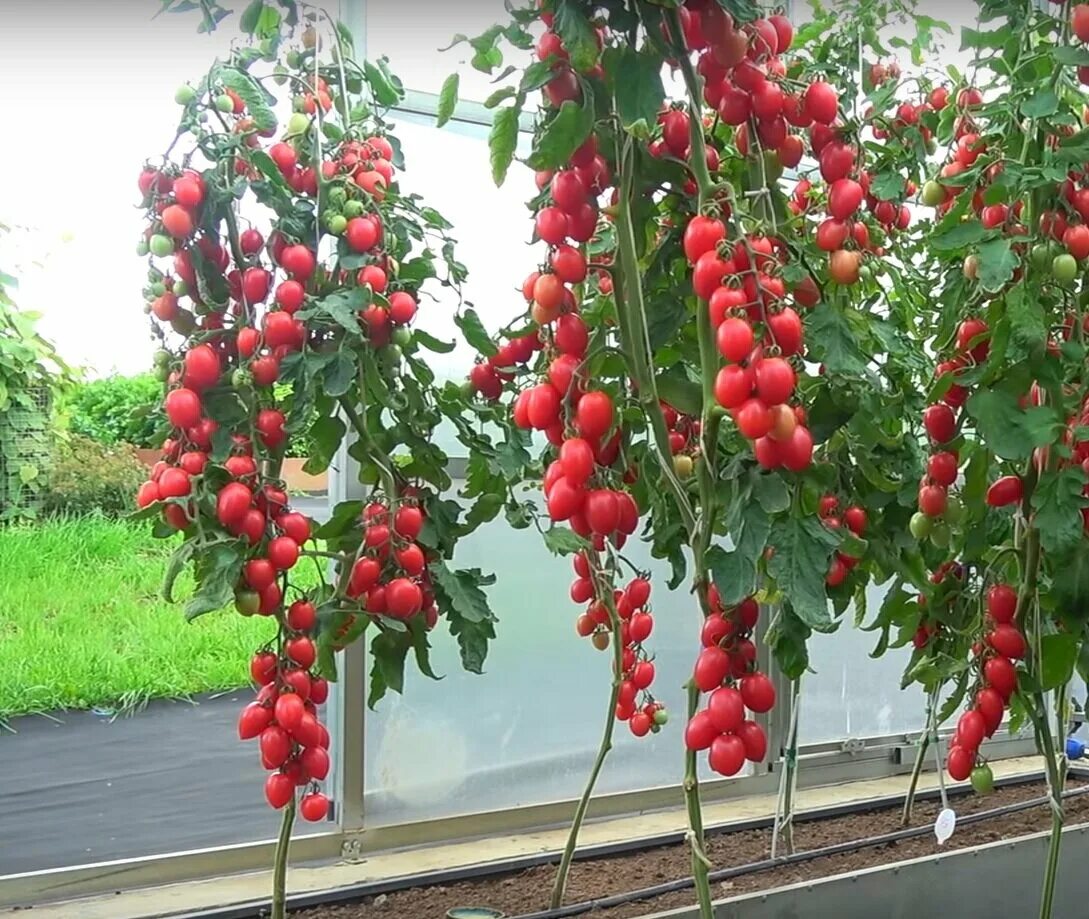 Помидоры малиновое пламя фото Один из самых урожайных и вкусных томатов! Томат-новинка МАЛИНОВОЕ ПЛАМЯ! Обязат