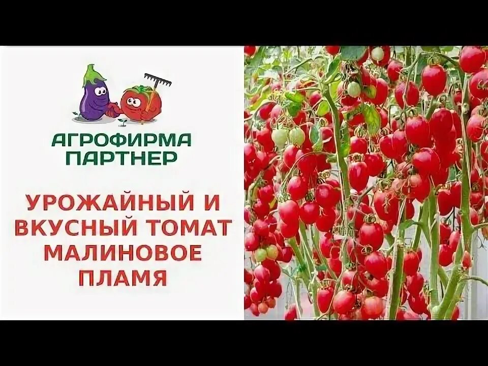 Помидоры малиновое пламя фото УРОЖАЙНЫЙ И ВКУСНЫЙ ТОМАТ МАЛИНОВОЕ ПЛАМЯ - YouTube Крытое огородничество, Дельф