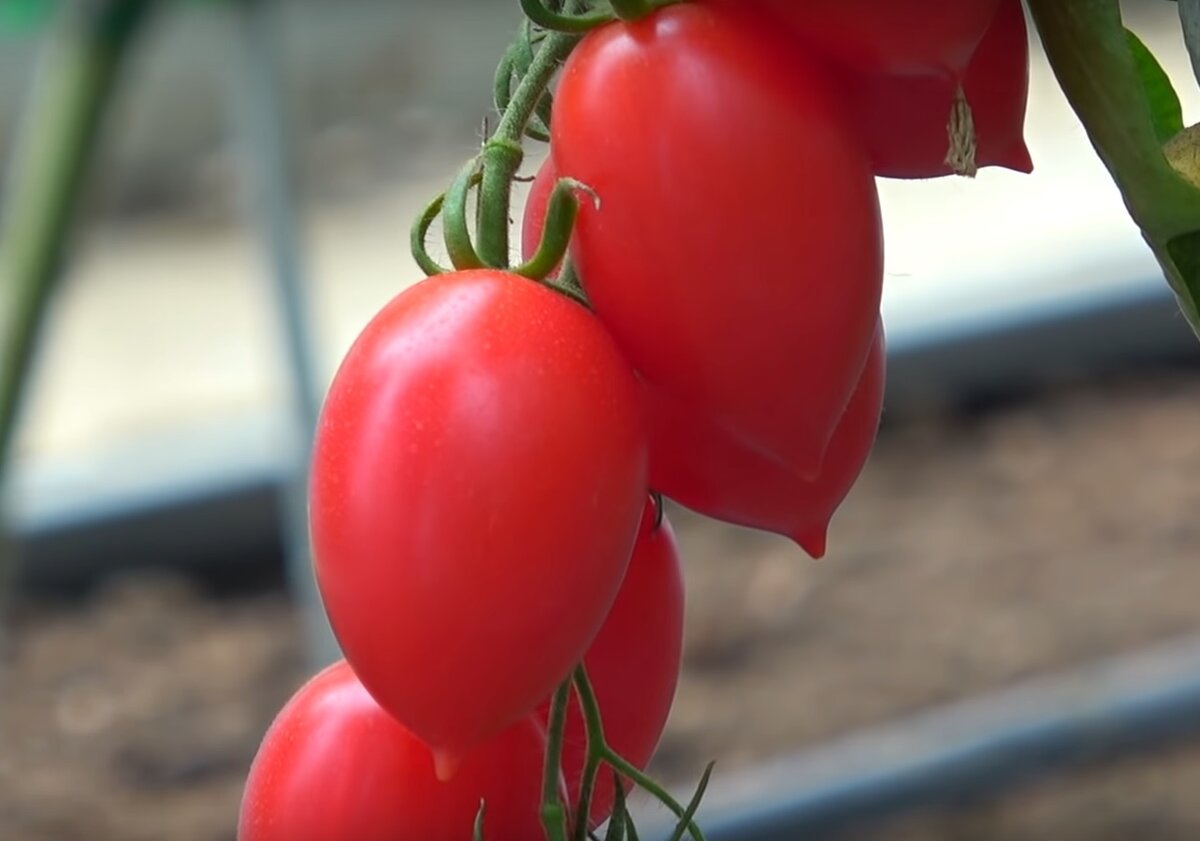 Помидоры малиновое пламя фото Один из самых урожайных и вкусных томатов! Томат-новинка МАЛИНОВОЕ ПЛАМЯ! Обязат