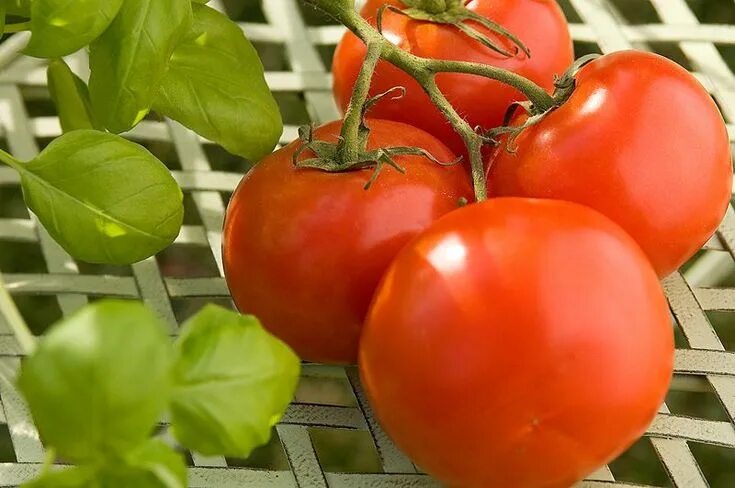 Помидоры марьина роща фото Learn how to plant, grow, and harvest tomatoes with this growing guide from The 