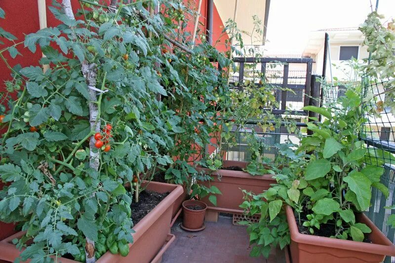 Помидоры на балконе фото Balcony and Rooftop Vegetable Garden Basics - Harvest to Table Balkon pflanzen, 