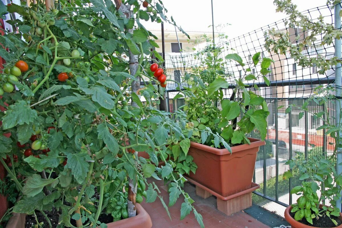 Помидоры на балконе фото Growing Tomatoes in Pots