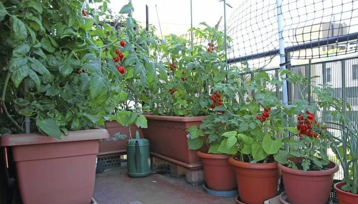 Помидоры на балконе фото Four Top Tips to Grow Tomatoes in Containers and Pots Vegetable garden planning,